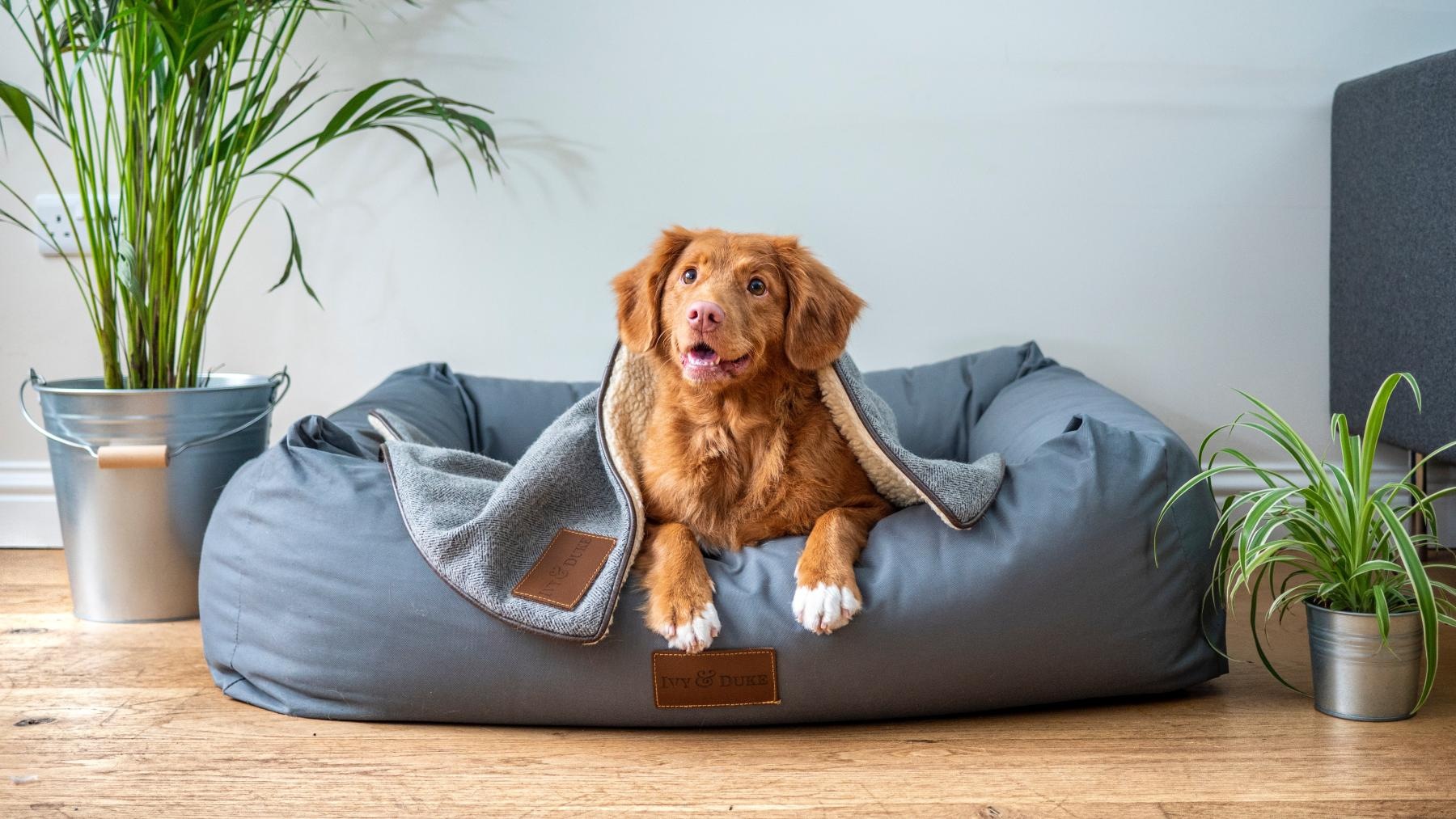 We welcome all your furry friends We welcome all your furry friends