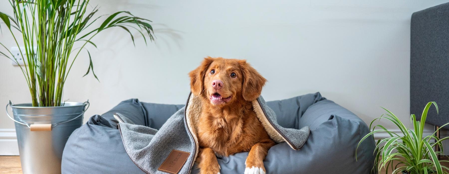a dog sitting in a dog bed near plants
