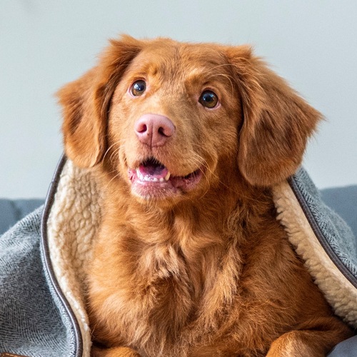 a dog sitting in a dog bed near plants